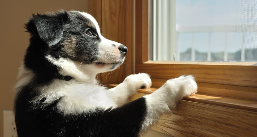 /corporate/images/PetCameraVivint.jpg